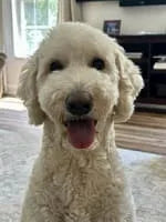 files/dog_pl_14.webp